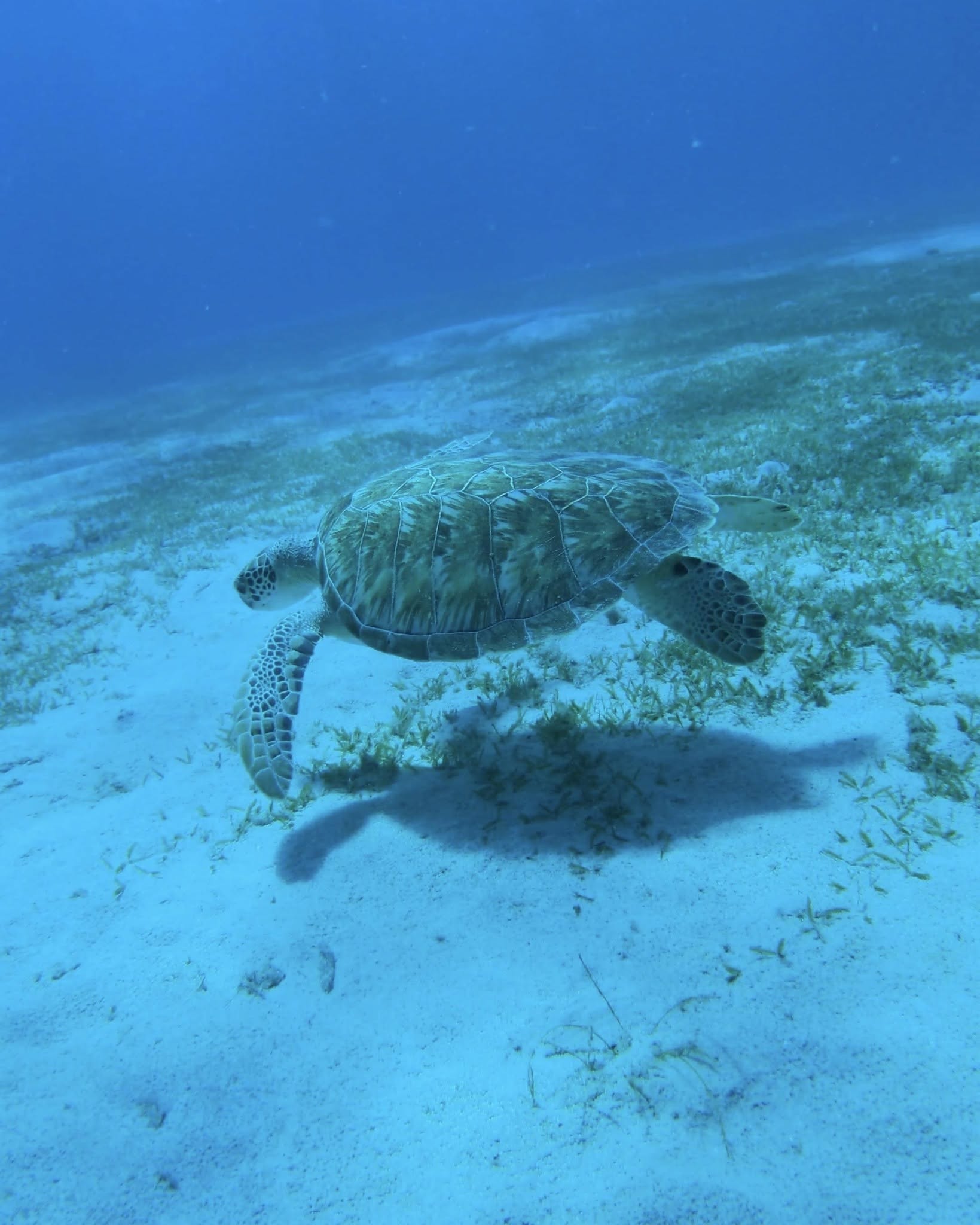 Sea turtle swimming over sandy ocean floor with seagrass.