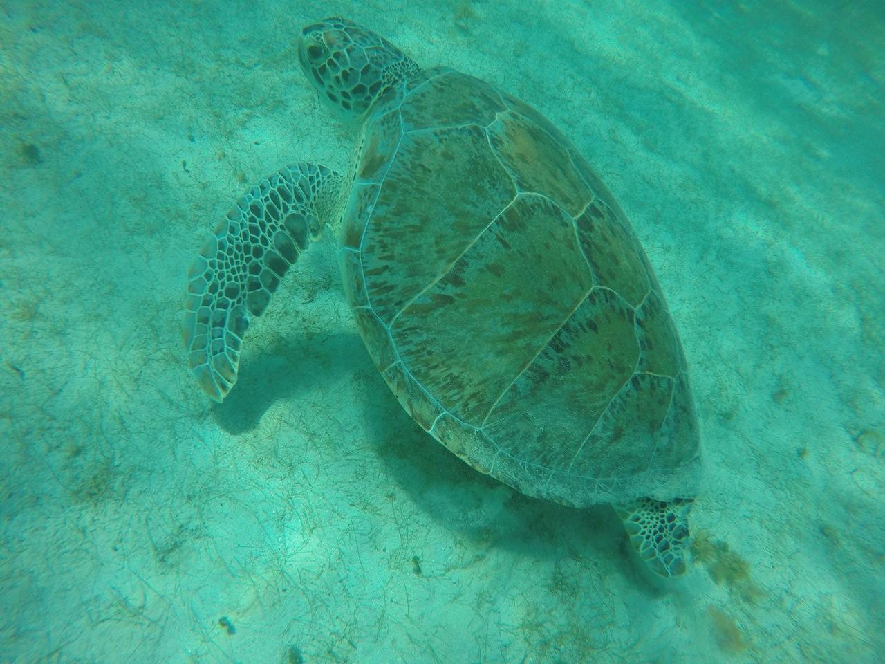 Sea turtle swimming underwater over sandy ocean floor.