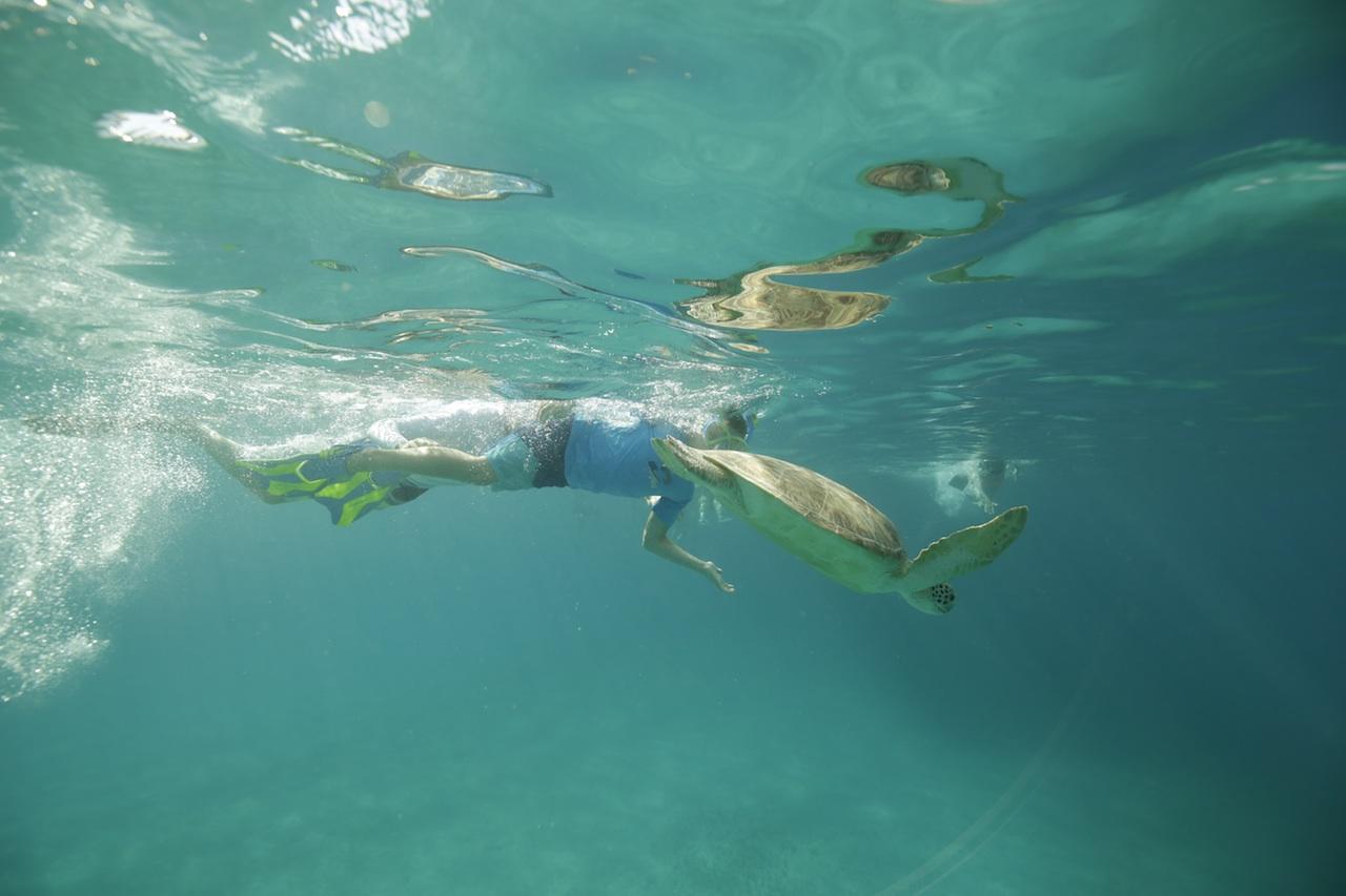 Person snorkeling underwater with a sea turtle nearby.