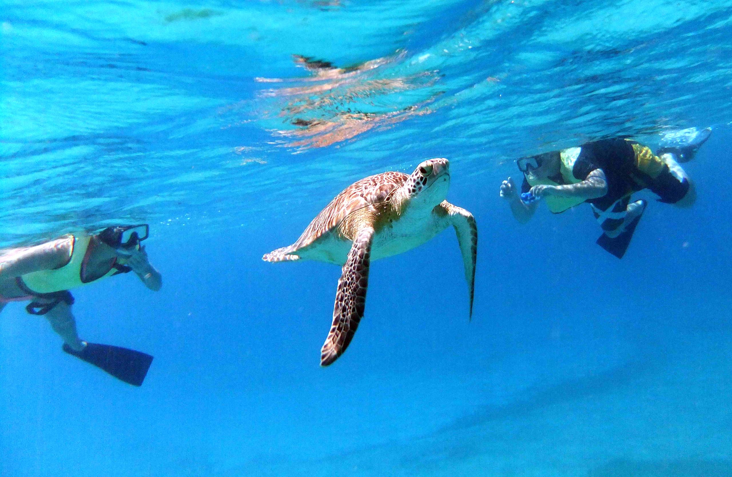 Underwater view of a turtle swimming with two snorkelers nearby in clear blue water.