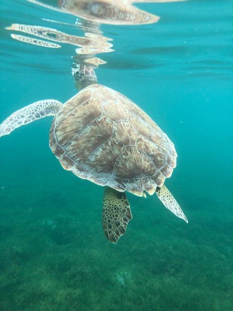 Sea turtle swimming underwater near the ocean surface.